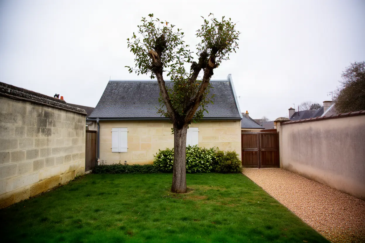 Arbre dépérissant avant abattage à Saint-Cyr-sur-Loire