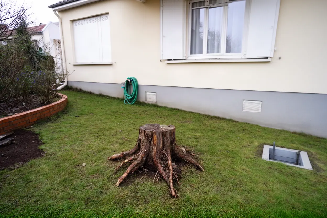 Souche de conifère avant rognage dans un jardin tourangeau